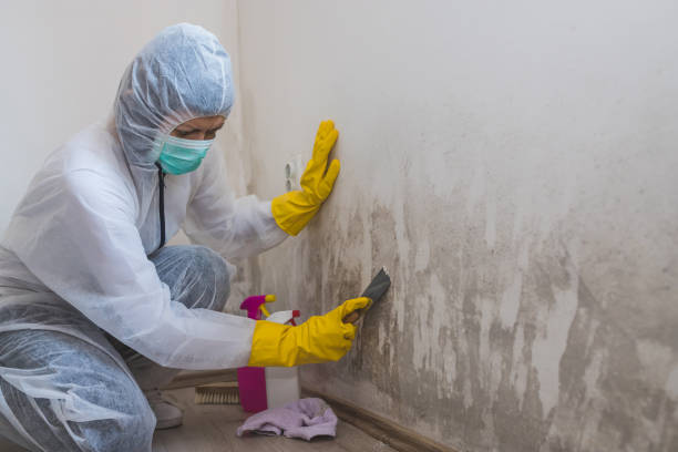 Best Residential Mold Remediation in Marine City, MI
