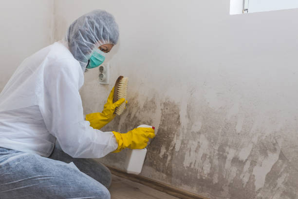 Best Basement Mold Remediation in Marine City, MI