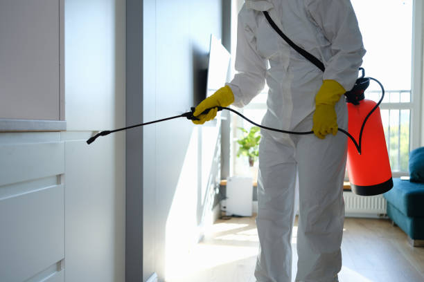 Best Black Mold Remediation in Marine City, MI