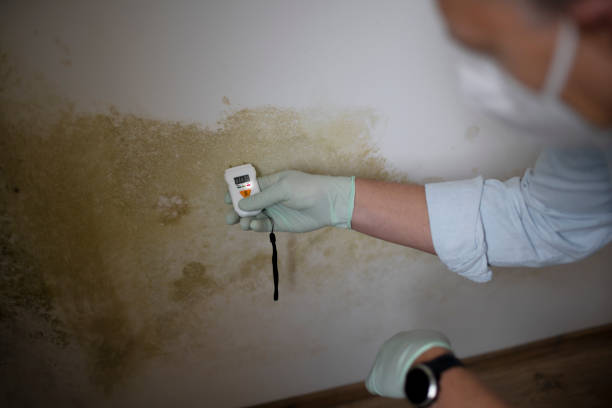 Best Insurance-Related Mold Remediation in Marine City, MI