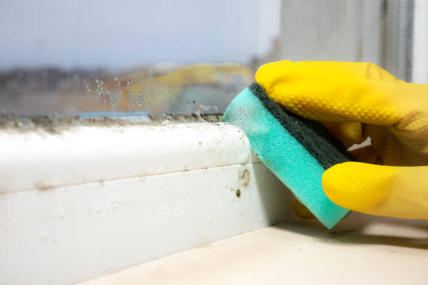 Trusted Marine City, MI Mold Remediation Experts