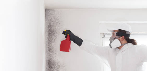 Best Bathroom Mold Remediation in Marine City, MI