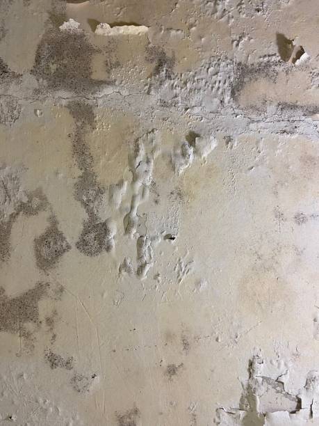 Best Localized Mold Remediation (e.g., coastal areas, humid climates) in Marine City, MI
