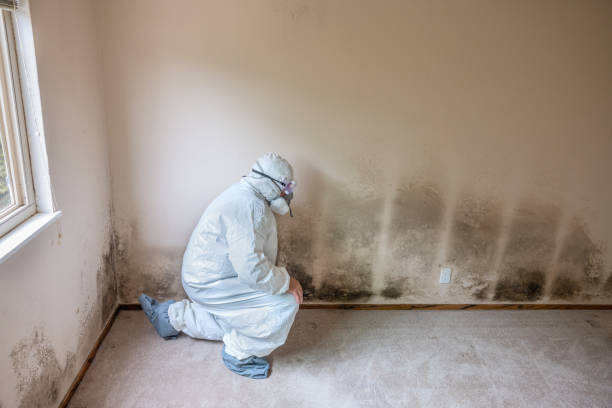 Best DIY Mold Remediation Support Services in Marine City, MI