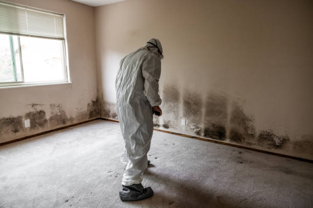 Best Kitchen Mold Remediation in Marine City, MI