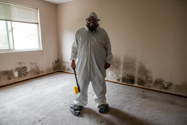 Best Post-Flood Mold Remediation in Marine City, MI