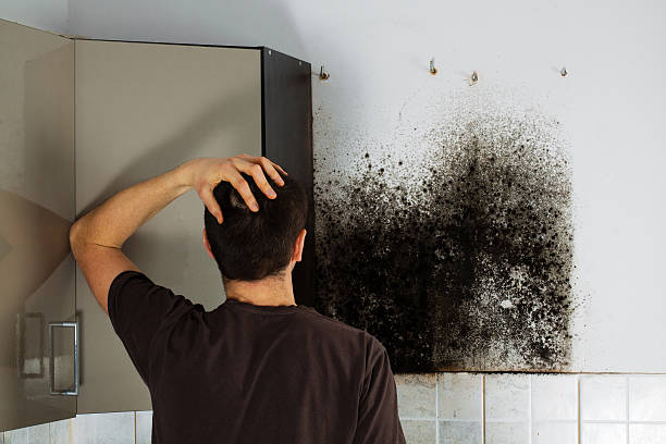 Best Residential Mold Remediation in Marine City, MI