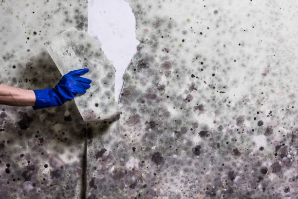 Best HVAC Mold Remediation in Marine City, MI